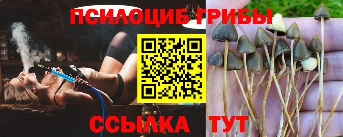 Псилоцибиновые грибы MAGIC MUSHROOMS  хочу   Брянск  Вход с VPN 
